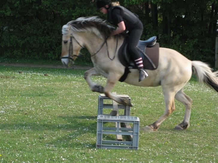 Fjordhest Nørgårdens Athene - springer billede 10
