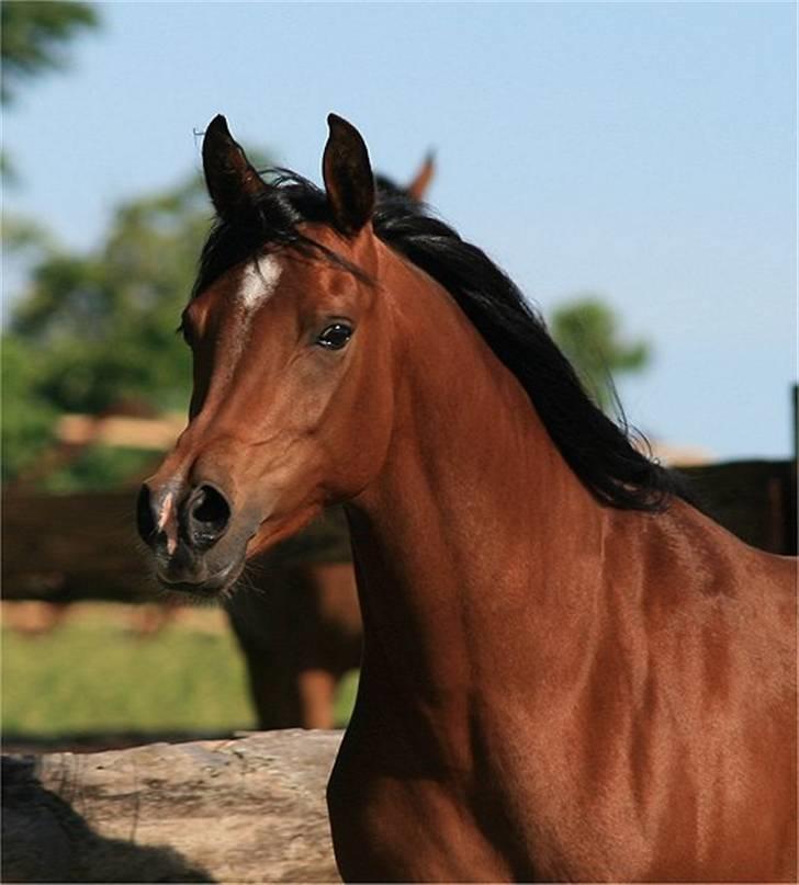 Arabisk fuldblod (OX) Sweet Miss D. - SOLGT -  billede 1