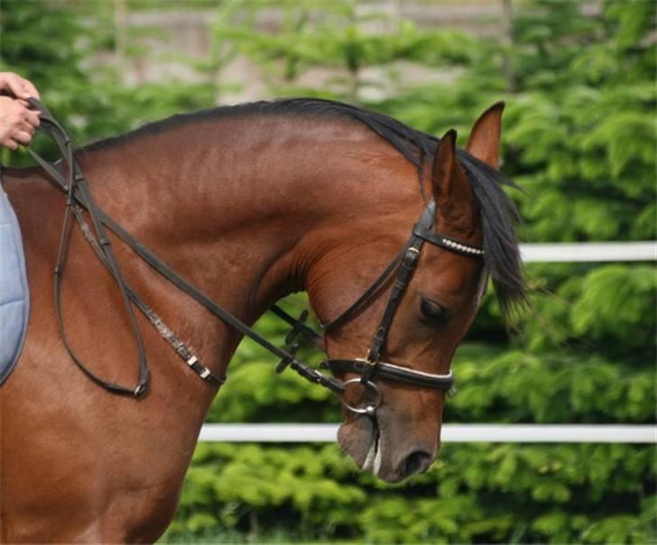 Arabisk fuldblod (OX) Sweet Miss D. - SOLGT -  billede 2