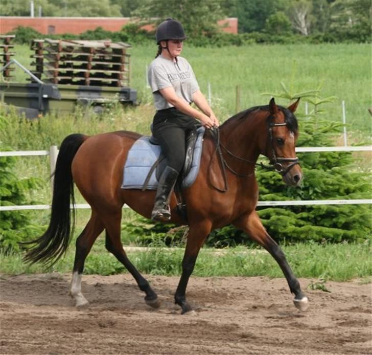 Arabisk fuldblod (OX) Sweet Miss D. - SOLGT -  billede 3