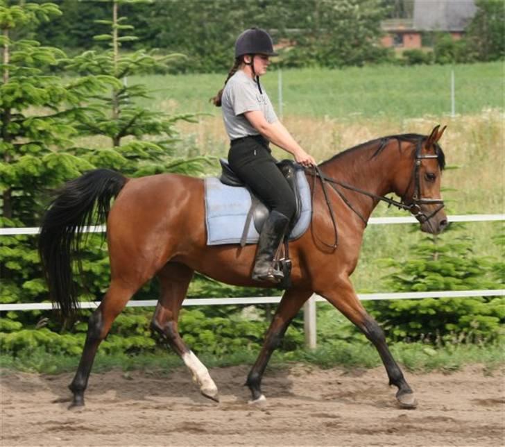 Arabisk fuldblod (OX) Sweet Miss D. - SOLGT -  billede 4