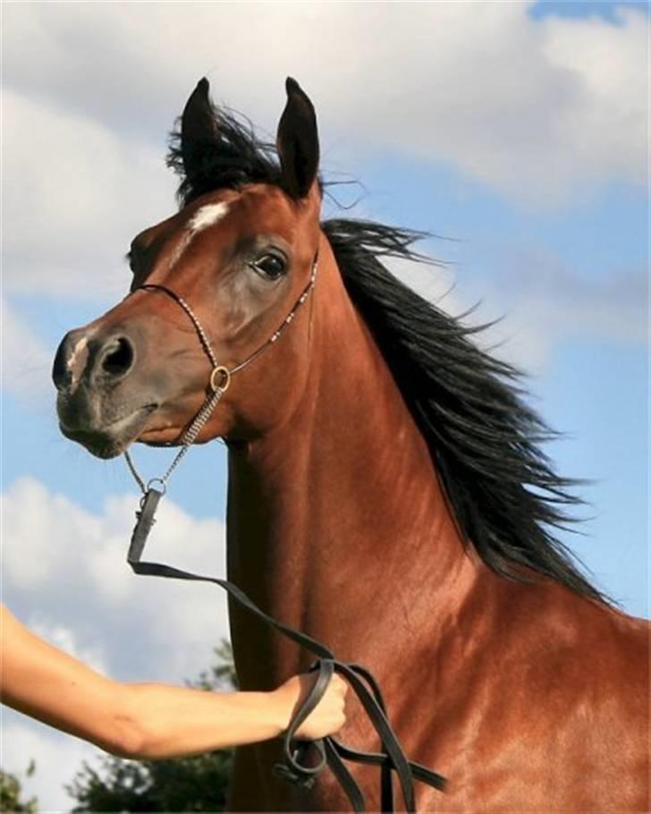 Arabisk fuldblod (OX) Sweet Miss D. - SOLGT -  billede 5