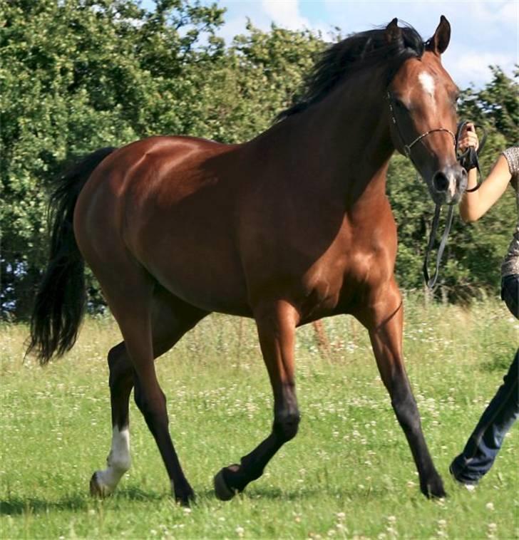 Arabisk fuldblod (OX) Sweet Miss D. - SOLGT -  billede 6