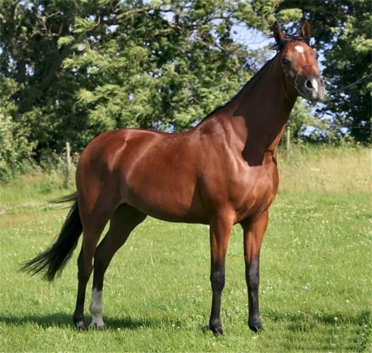 Arabisk fuldblod (OX) Sweet Miss D. - SOLGT -  billede 7