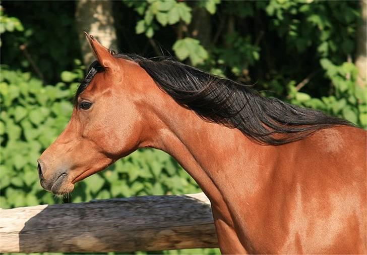 Arabisk fuldblod (OX) Sweet Miss D. - SOLGT -  billede 8