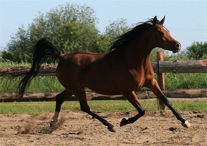 Arabisk fuldblod (OX) Sweet Miss D. - SOLGT -  billede 9
