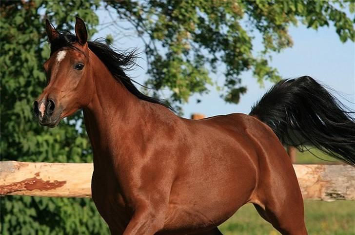 Arabisk fuldblod (OX) Sweet Miss D. - SOLGT -  billede 10