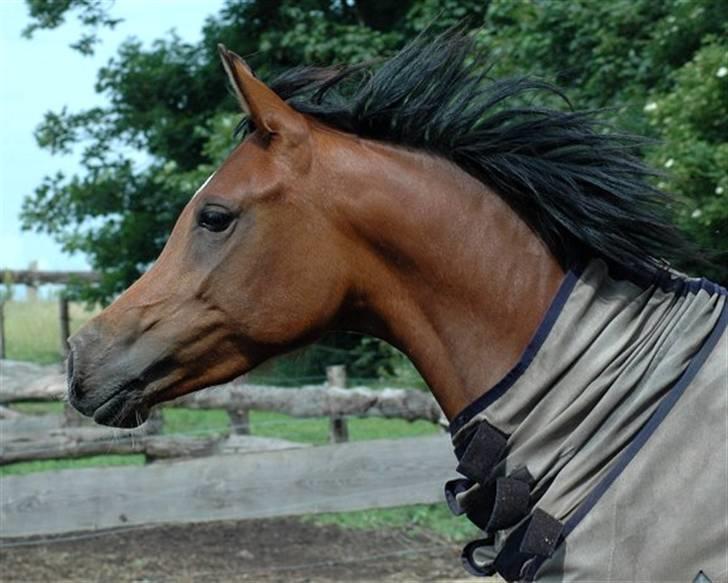 Arabisk fuldblod (OX) Sweet Miss D. - SOLGT -  billede 11