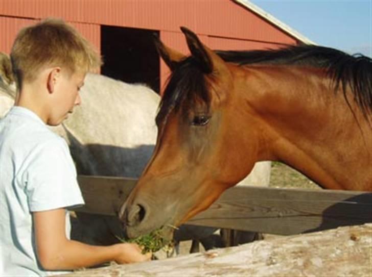 Arabisk fuldblod (OX) Sweet Miss D. - SOLGT -  billede 12