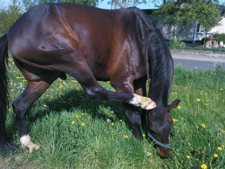 Dansk Varmblod picato. DØD :'( R.I.P  - Hahhhaaa! altså den hest :D billede 18