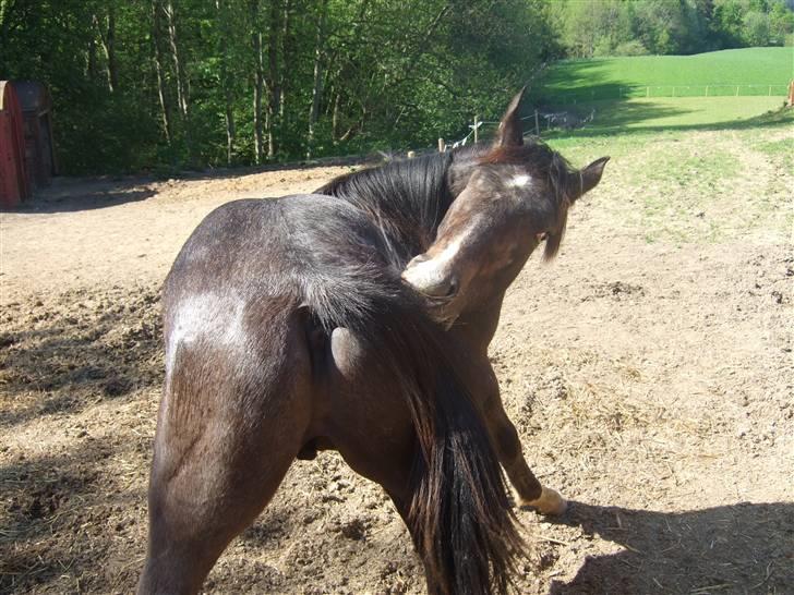 Dansk Varmblod Corento <3 R.I.P. <3 - et par dage inden han døde )´: billede 12