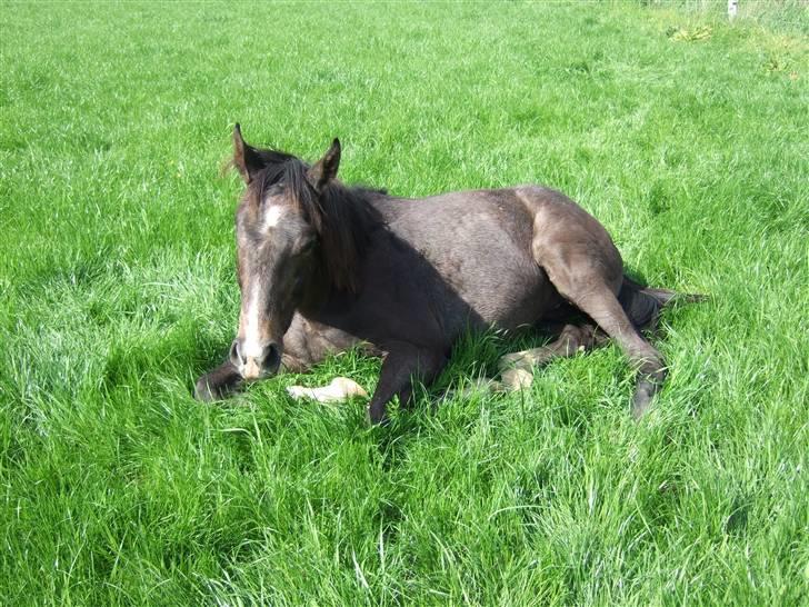 Dansk Varmblod Corento <3 R.I.P. <3 billede 13