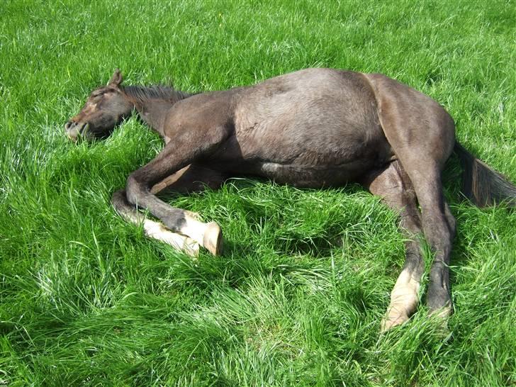 Dansk Varmblod Corento <3 R.I.P. <3 billede 14