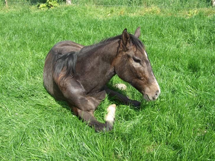 Dansk Varmblod Corento <3 R.I.P. <3 billede 15