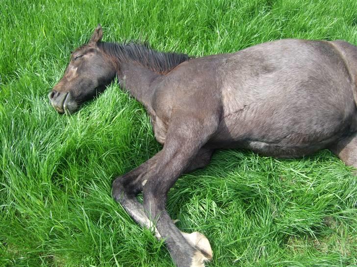 Dansk Varmblod Corento <3 R.I.P. <3 billede 16