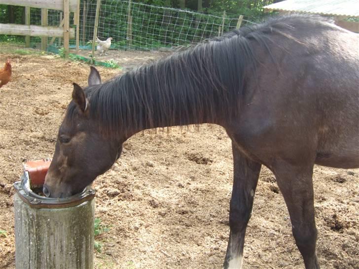 Dansk Varmblod Corento <3 R.I.P. <3 billede 17