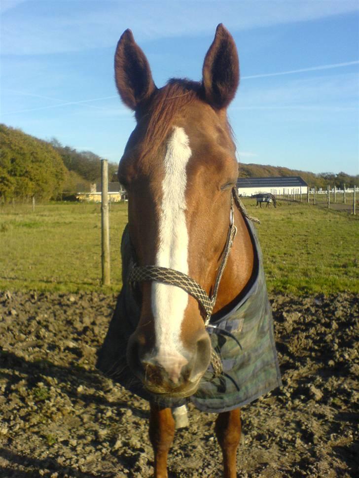 Dansk Varmblod Brogaardens Regina - Så er jeg på fold, det elsker jeg! billede 2