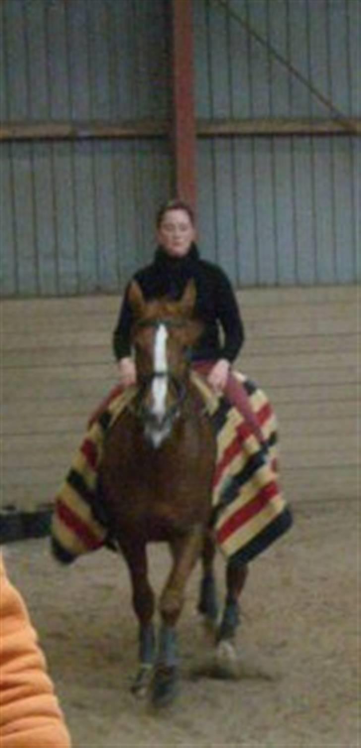 Dansk Varmblod Brogaardens Regina - Varmer op til undervisning. billede 4