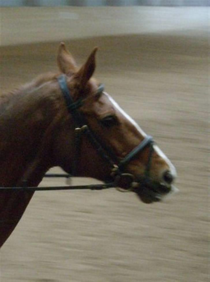 Dansk Varmblod Brogaardens Regina - Seje Svinne! billede 5