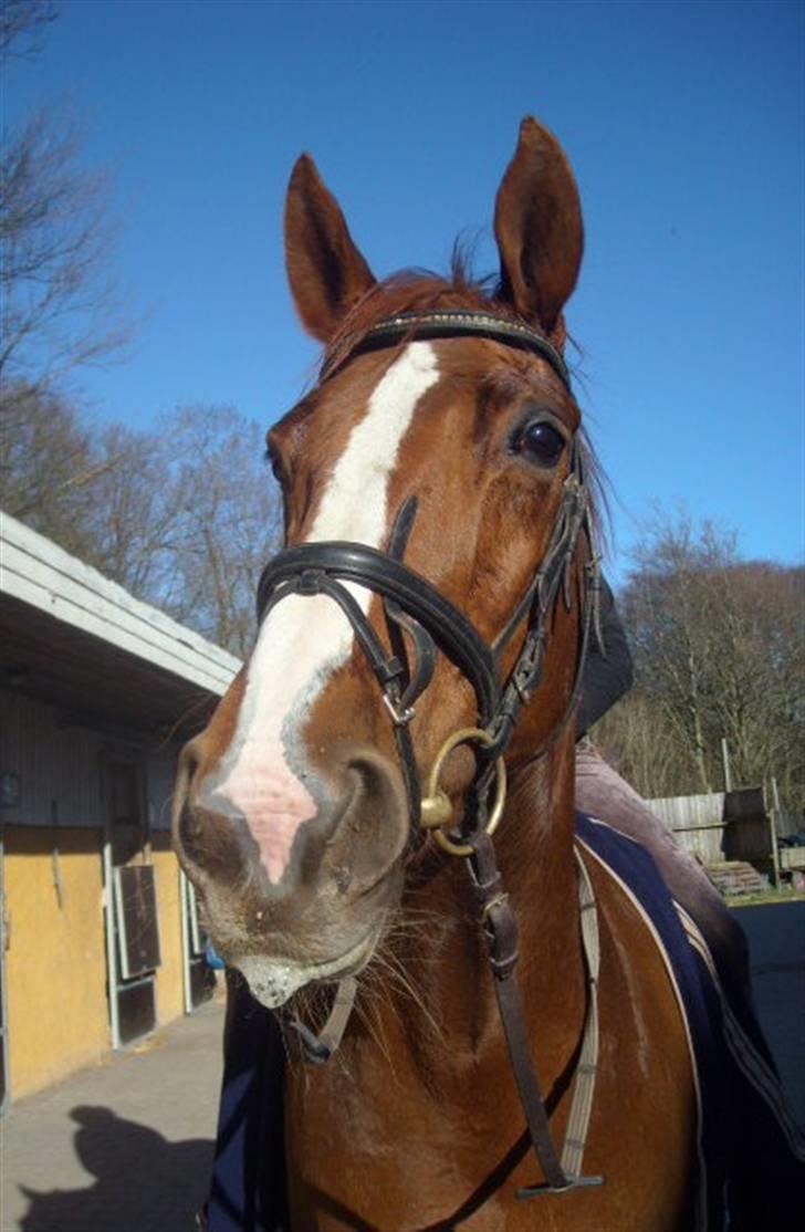 Dansk Varmblod Brogaardens Regina - Smuk som altid :P billede 6