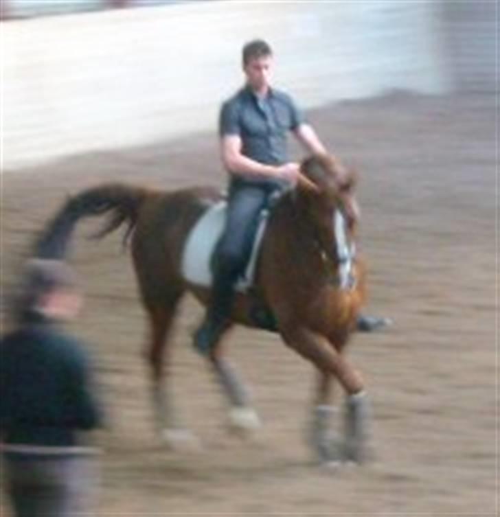 Dansk Varmblod Brogaardens Regina - Så er underviseren på ryggen! billede 7