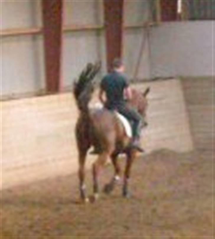 Dansk Varmblod Brogaardens Regina - Op med halen Svinne! billede 8