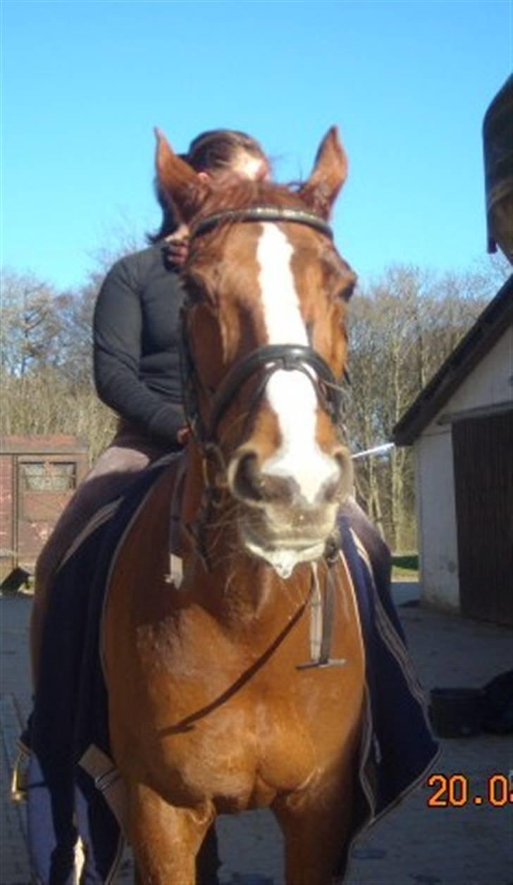 Dansk Varmblod Brogaardens Regina - færdig efter en hård undervisnings time.. billede 9