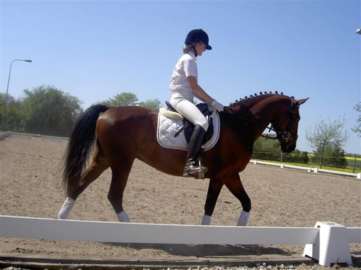 Anden særlig race Dücell - Stævnet i NDRK billede 13