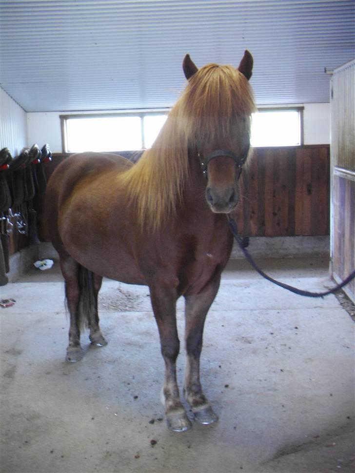 Islænder Eddi billede 1