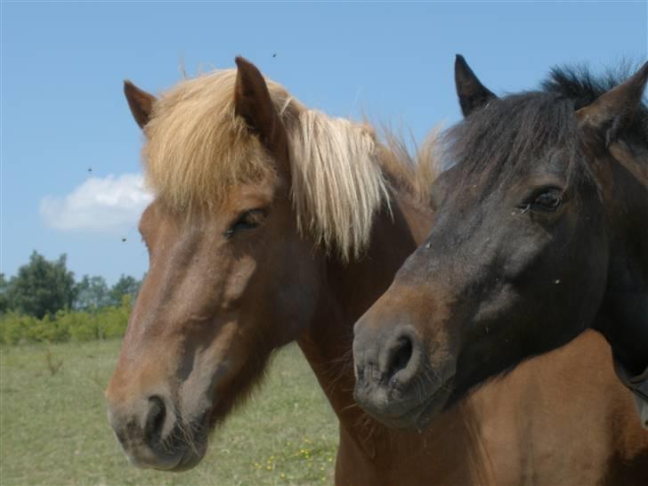Anden særlig race Fandango SOLGT!! :'( - Velkommen til min profil, Er min nye kæreste ikke bare sød? :]  Foto; LLJ. billede 1