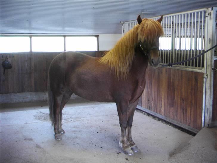 Islænder Eddi billede 2