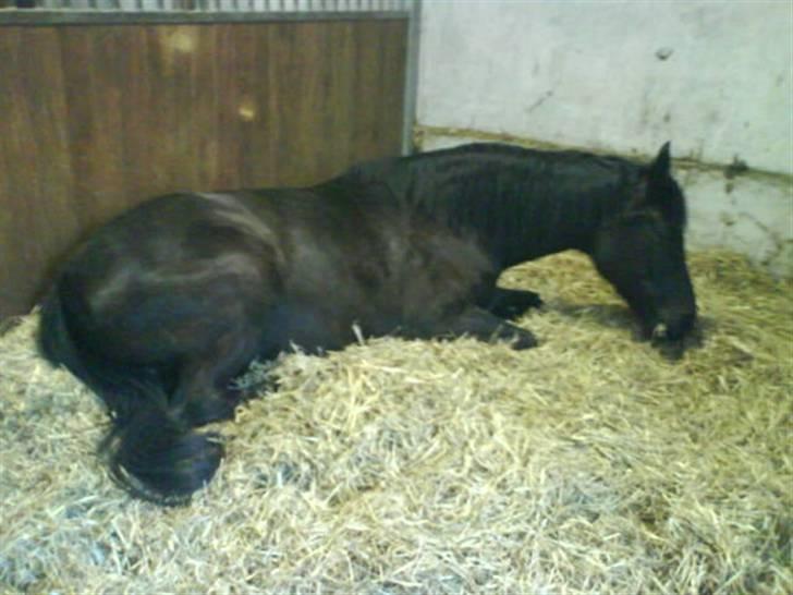 Anglo Araber (AA) Ryttergårdens Sebastian billede 3