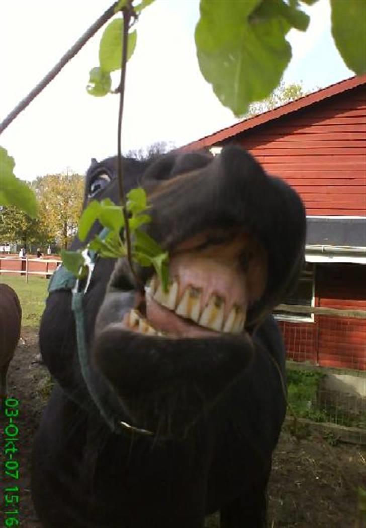 Anden særlig race Fandango SOLGT!! :'( - Det er bare mit ynglings træ!   Foto; LLJ. billede 2