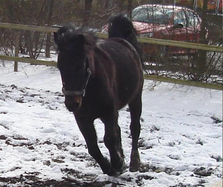 Anden særlig race Fandango SOLGT!! :'( - Jeg elsker at løbe ude på min fold :]  Foto; LLJ. billede 3