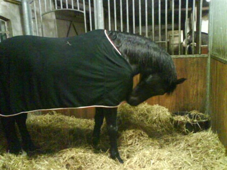 Anglo Araber (AA) Ryttergårdens Sebastian billede 4