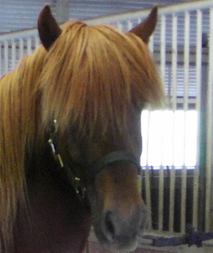 Islænder Eddi billede 3