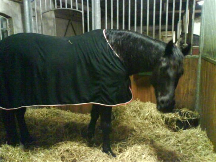 Anglo Araber (AA) Ryttergårdens Sebastian billede 5