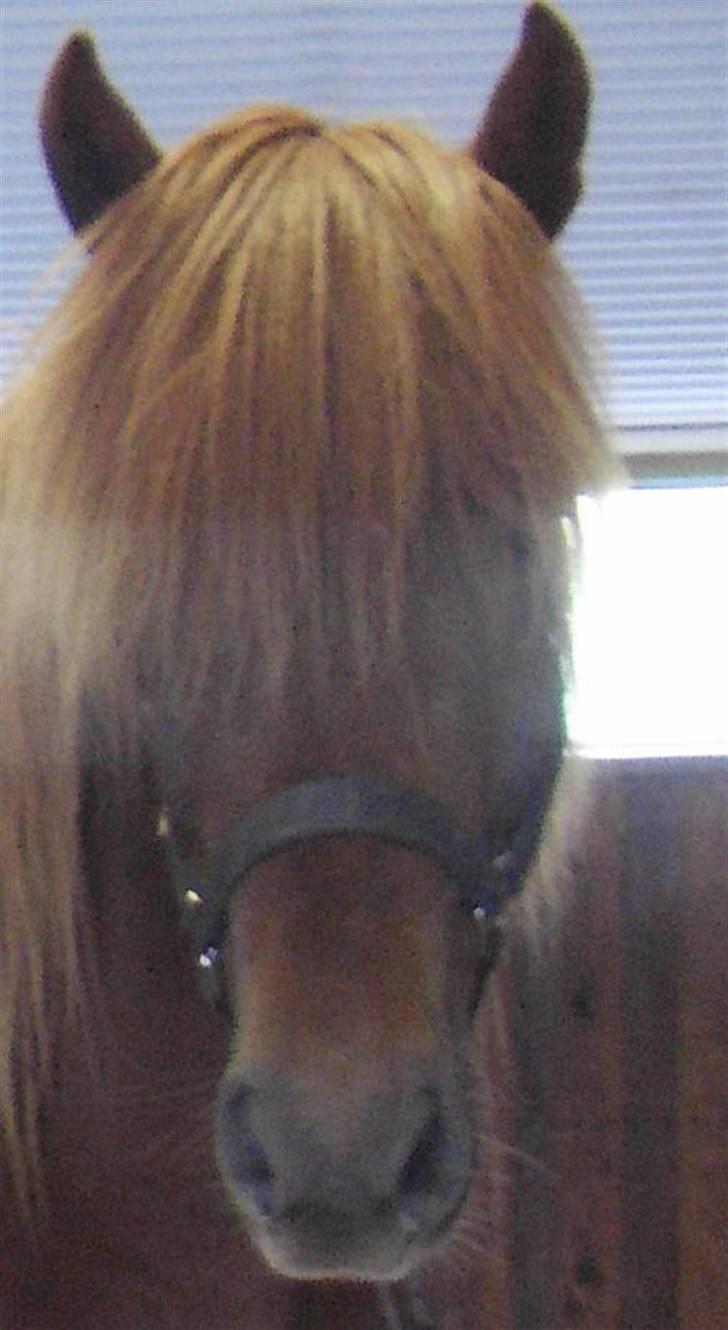 Islænder Eddi billede 4