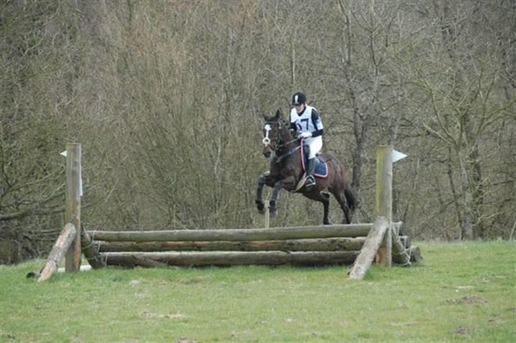 Anden særlig race Bette Las - Bette Las til sit første Militarystævne. billede 7