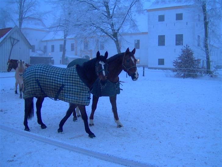 Anden særlig race Bette Las billede 8