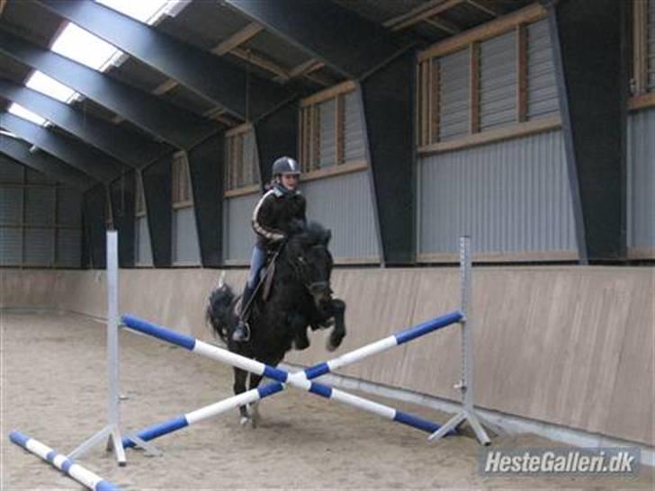 Anden særlig race Fandango SOLGT!! :'( - Mig og min springpige :) - Foto; Ulla.  billede 4