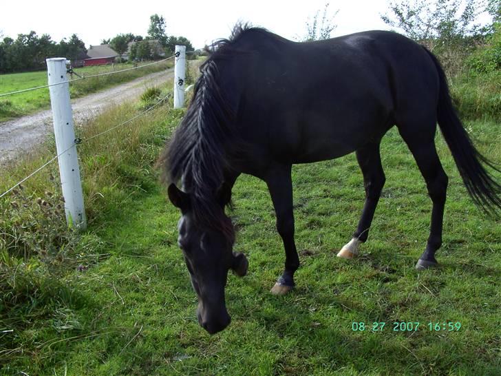 Anglo Araber (AA) Ryttergårdens Sebastian billede 6