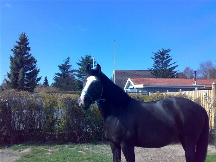 Anden særlig race Black Beauty (SOLGT) billede 10