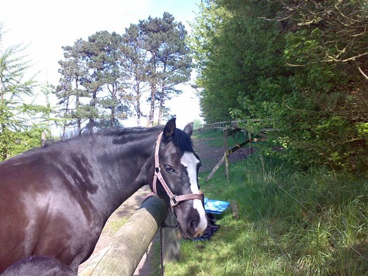 Anden særlig race Black Beauty (SOLGT) billede 13