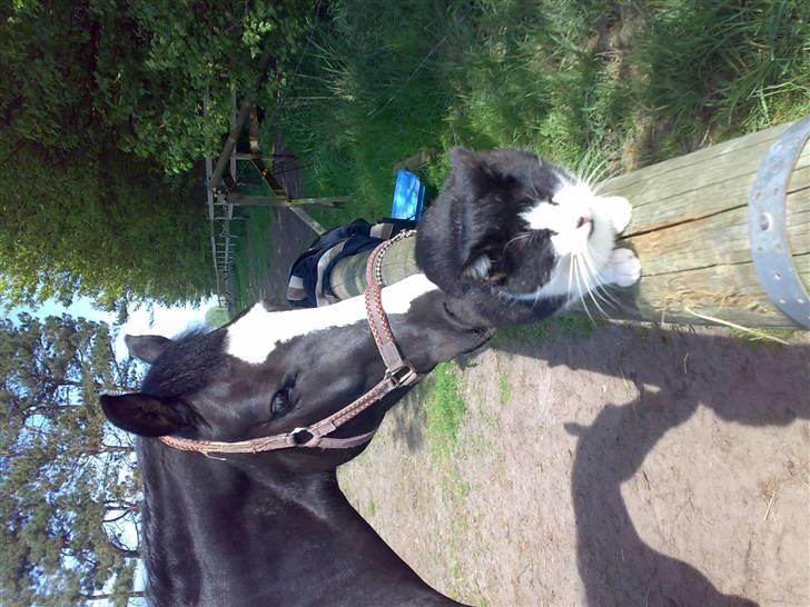 Anden særlig race Black Beauty (SOLGT) - Så hygger de igen :) billede 14