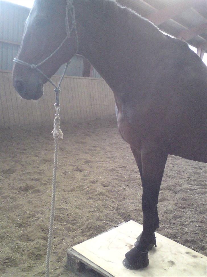 Hollandsk Varmblod Peter KWPN "Solgt" - Horsemanship billede 9