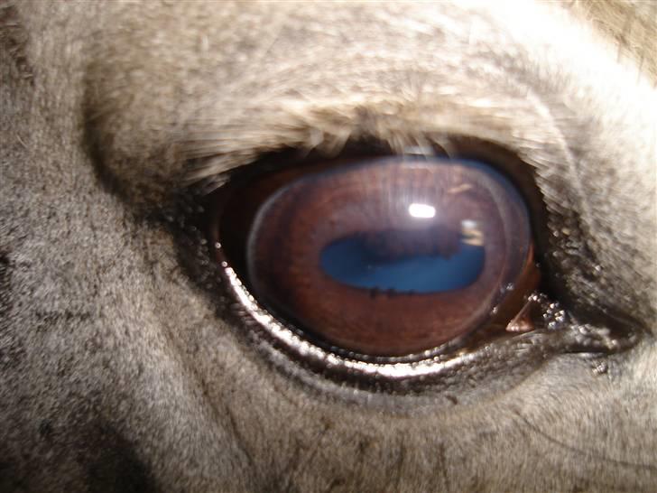 Connemara Dusty SOLGT billede 8