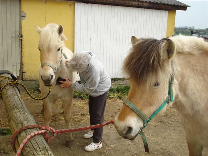 Fjordhest Bamse Solgt april 09 - bamse bliver gjort klar til at køre tur sammen med tulle billede 16
