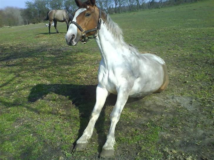 Pinto Chivas Regal - Så er dækkenet taget af og så skal der rulles :o) billede 8