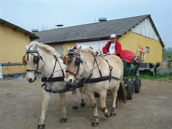 Fjordhest Bamse Solgt april 09 billede 17